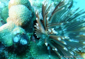 Malendure - îlet Pigeon